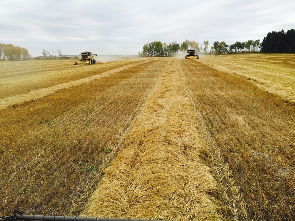 Swaths of wheat straw